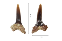Anomotodon principalis